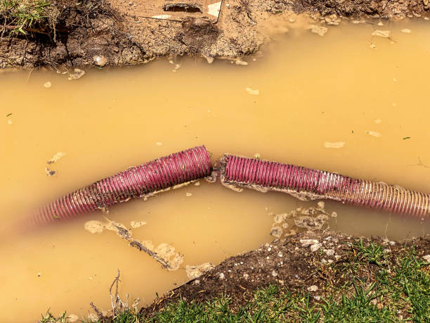 Best Flood restoration services  in Springfield, NJ